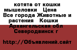 котята от кошки мышеловки › Цена ­ 10 - Все города Животные и растения » Кошки   . Архангельская обл.,Северодвинск г.